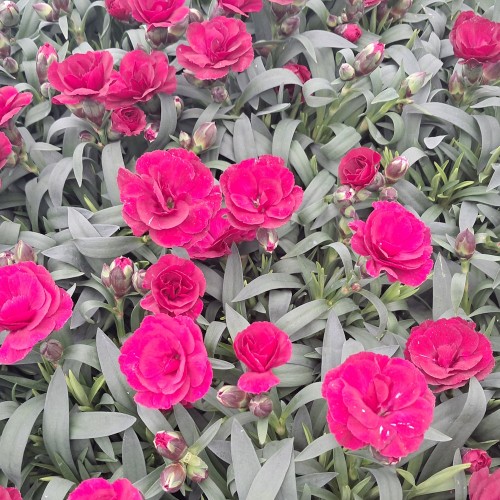 Nellike Oscar Cherry - Dianthus carophyllus Oscar Cherry