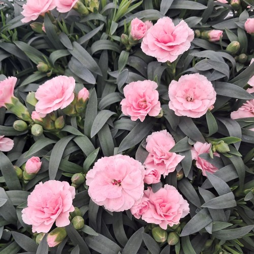 Nellike Oscar Pink - Dianthus carophyllus Oscar Pink