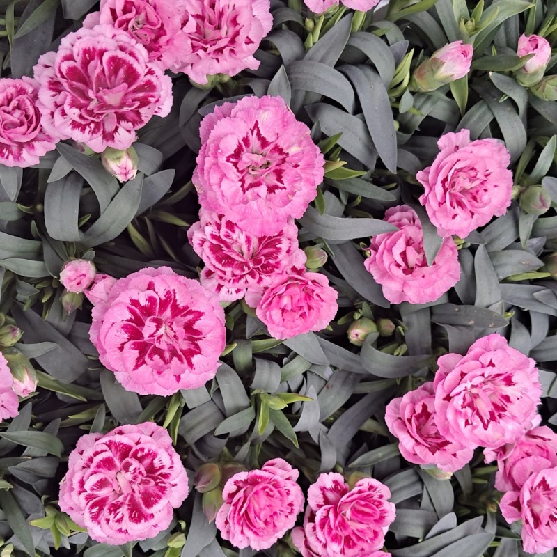 Nellike Oscar Pink and Purple - Dianthus carophyllus Oscar Pink and Purple
