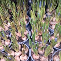 Perlehyacint Big Smile -...