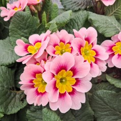 Primula Apfelblute -...