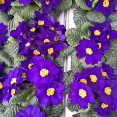 Primula Mørkeblå - Primula...