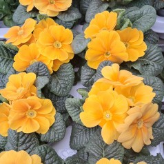 Primula Mørkegul - Primula...