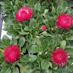 Tusindfryd Roggli Red -...