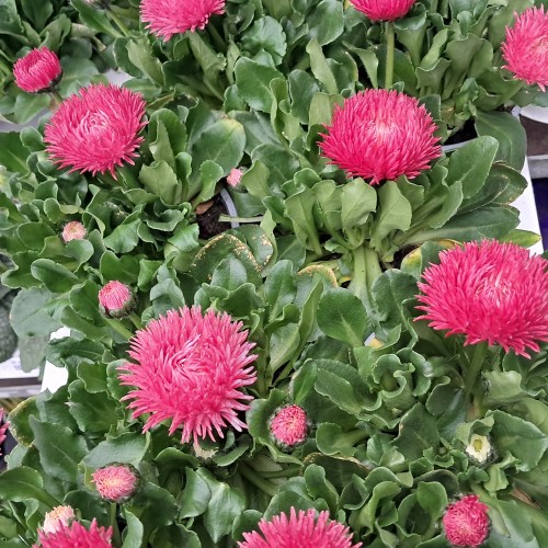 Tusindfryd Roggli Rose - Bellis perennis Roggli Rose