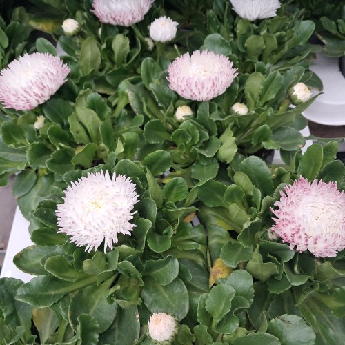 Tusindfryd Roggli White - Bellis perennis Roggli White