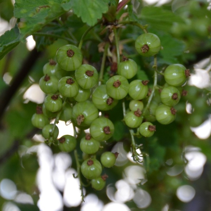 Solbærbusk Green life Cassissima - Ribes nigrum Green life Cassissima