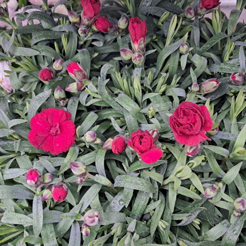 Nellike Oscar Dark Red - Dianthus carophyllus Oscar Dark Red