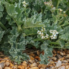 Strandkål Caramba Green -...