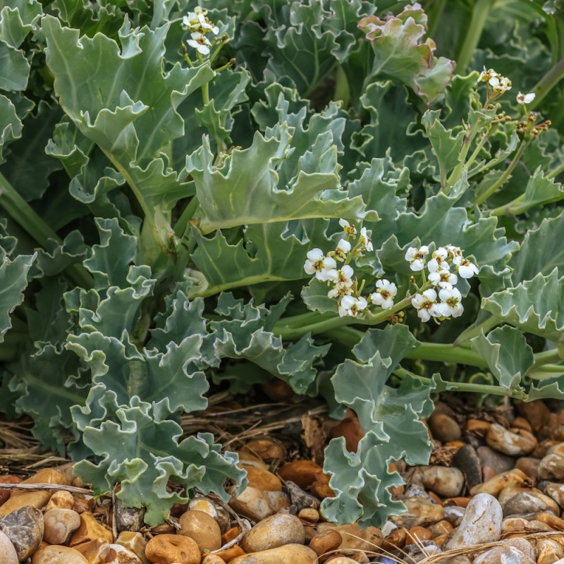 Strandkål Caramba Green - Crambe maritima Caramba Green