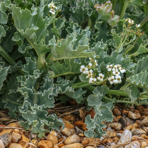 Strandkål Caramba Green - Crambe maritima Caramba Green