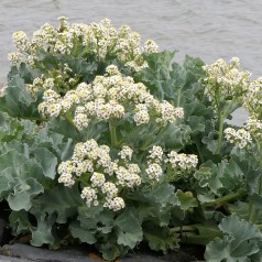 Strandkål Caramba White -...