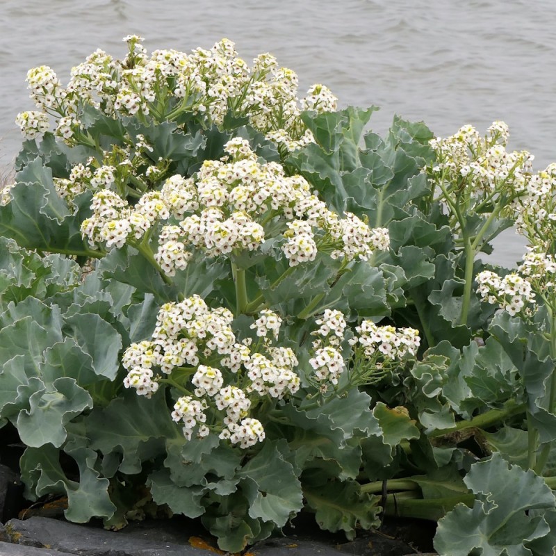 Strandkål Caramba White - Crambe maritima Caramba White