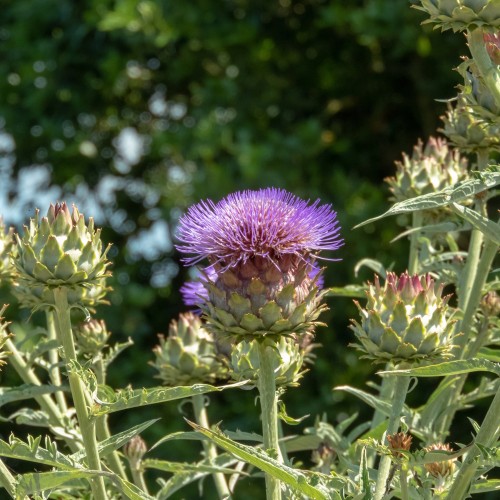 Artiskok Imperial Star - Cynara cardunculus Imperial Star