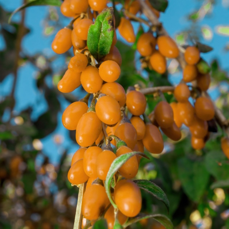 Gojibær Amber Sweet - Lycium barbarum Amber Sweet