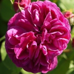 Rose Bourbon Queen - Historisk Rose / Barrods