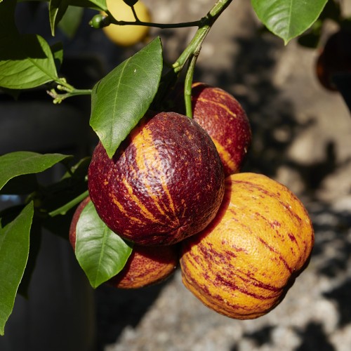 Citrus Arcobal 50-60 cm. - Citrus sinensis Arcobal