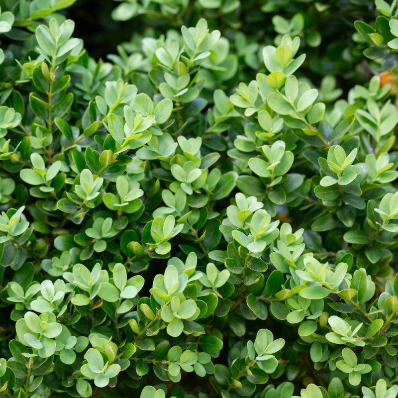 Buksbom Faulkner 40-50 cm. - Buxus microphylla Faulkner