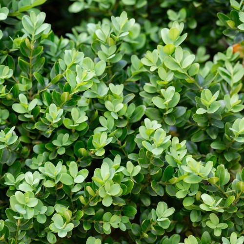 Buksbom Faulkner 40-50 cm. - Buxus microphylla Faulkner