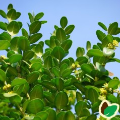 Buxus sempervirens Rotundifolia