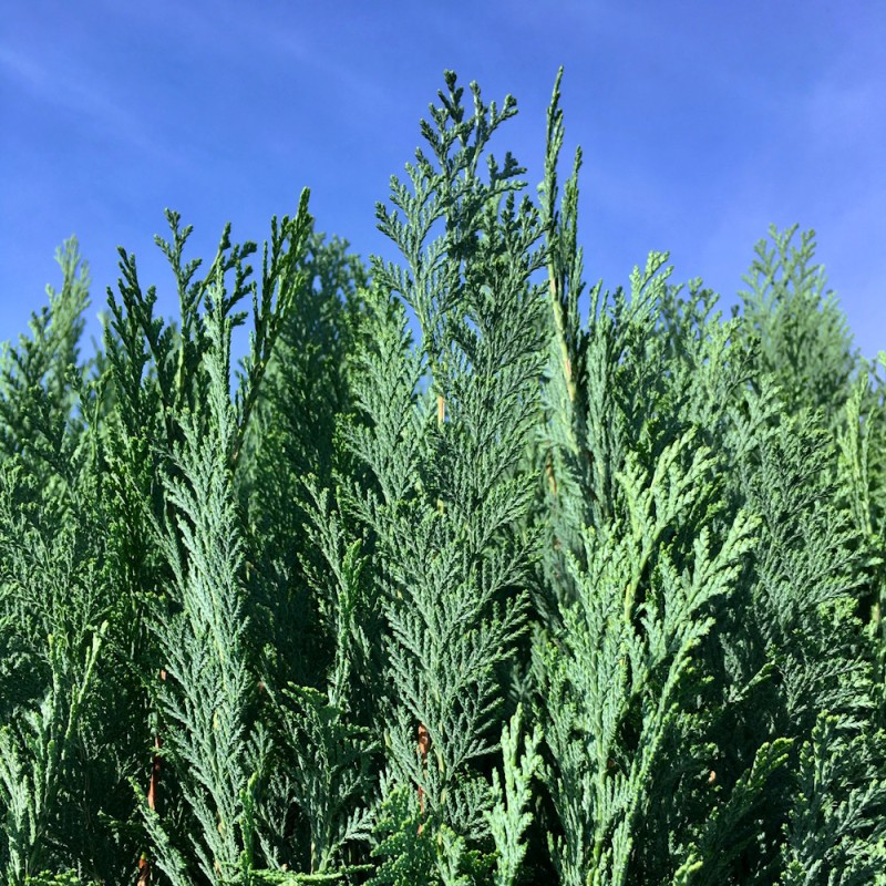 Blå Ædelcypres 140-160 cm. - Chamaecyparis lawsoniana Columnaris