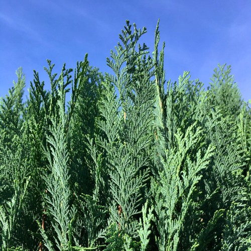 Blå Ædelcypres 140-160 cm. - Chamaecyparis lawsoniana Columnaris