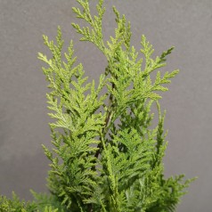 Chamaecyparis lawsoniana Ivonne - Cypres / 40-50 cm.