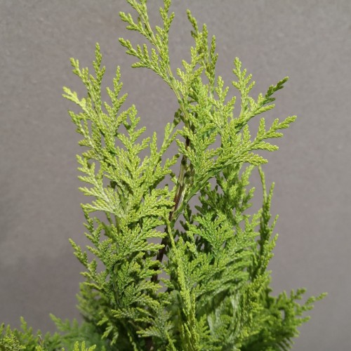 Chamaecyparis lawsoniana Ivonne - Cypres / 40-50 cm.