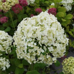 Hydrangea arborescens Annabelle / Træagtig Hortensia