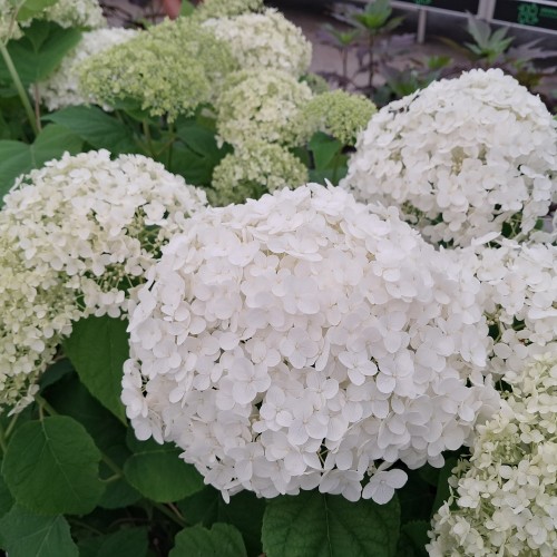 Træagtig Hortensia Annabelle 60-80 cm. - Hydrangea arborescens Annabelle