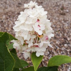 Hydrangea paniculata Candlelight - Syrenhortensia