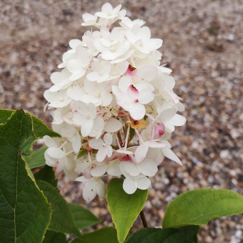 Hydrangea paniculata Candlelight - Syrenhortensia
