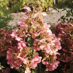 Syrenhortensia Pinky Winky 60-80 cm. - Hydrangea paniculata Pinky Winky