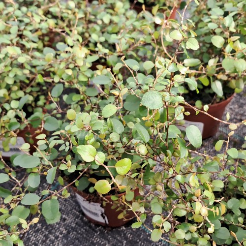 Pletter i luften - Muehlenbeckia complexa