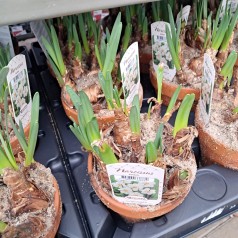 Pinselilje - Narcissus Actea