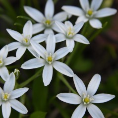 Nikkende fuglemælk i potte...