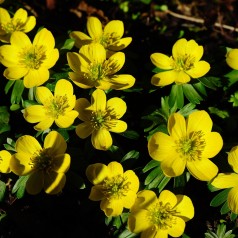 Tyrkisk Erantis i potte -...