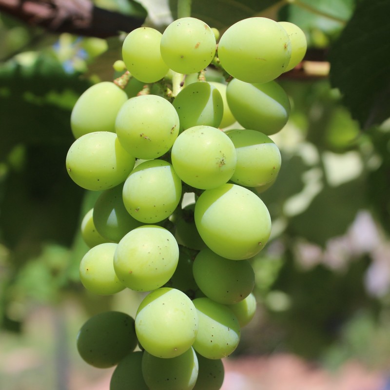 Vindrue Himrod (Kernefattig) 175-200 cm. - Vitis Himrod