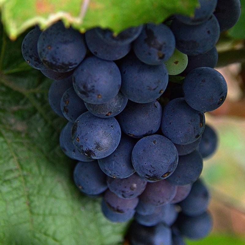 Vindrue Venus (Kernefattig) 175-200 cm. - Vitis Venus