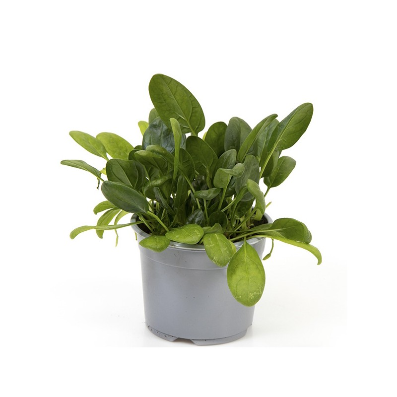 Spinat -- Spinacia Oleracea