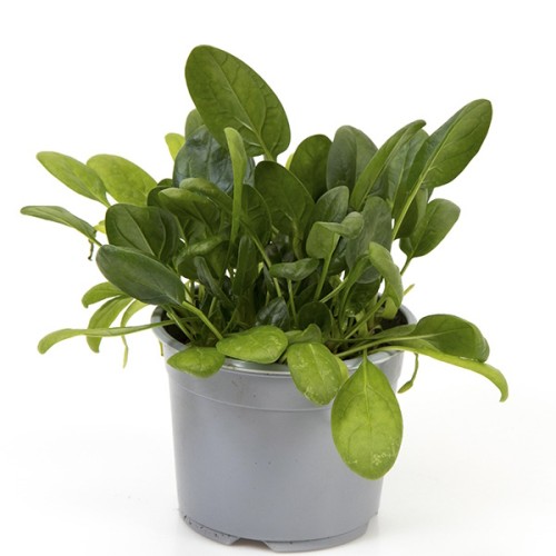Spinat -- Spinacia Oleracea