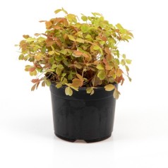 Gul Skovsyre -- Oxalis...