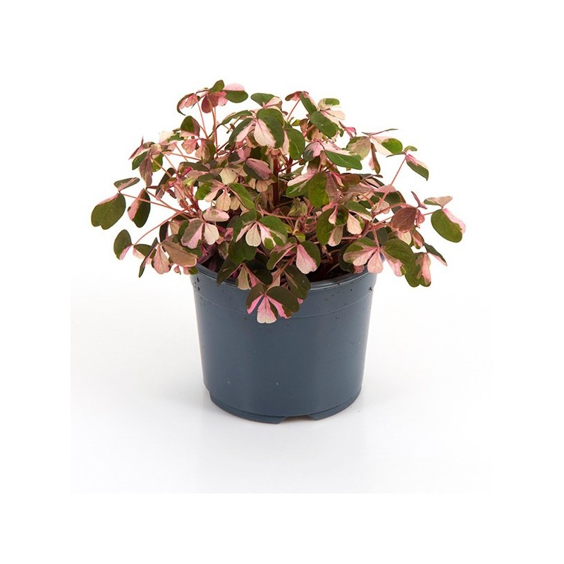 Skovsyre Crazy Plum -- Oxalis Vulcanicola Crazy Plum