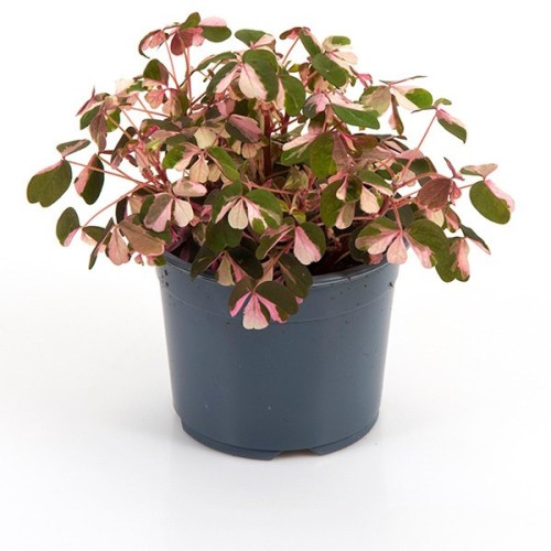 Skovsyre Crazy Plum -- Oxalis Vulcanicola Crazy Plum