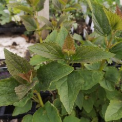 Agastache foeniculum Blue Fortune - Anis Isop