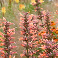 Anis Isop Firebird - Agastache barberi Firebird