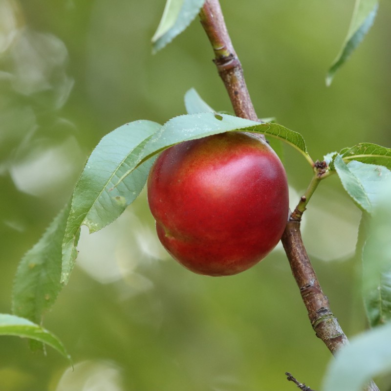Dværg Nektarintræ Nectarina - Prunus nucipersica Nectarine