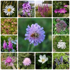 Hjemmehørende staudebed -...