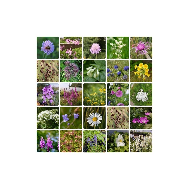 Hjemmehørende staudebed - Naturlige planter til haven - 10 m² Færdigbed - Indeholder 24 Varianter
