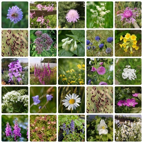 Hjemmehørende staudebed - Naturlige planter til haven - 10 m² Færdigbed - Indeholder 24 Varianter
